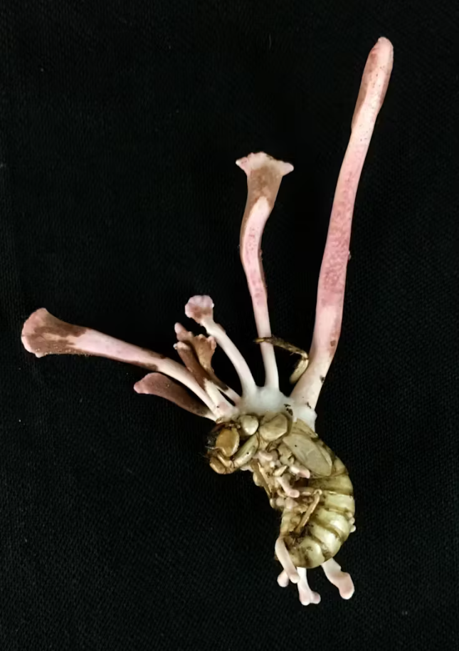 Ophiocordyceps sobolifera