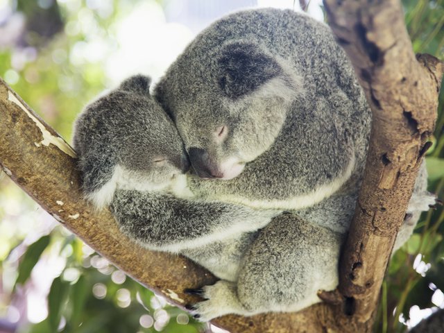 Коала нашла тело своей умершей возлюбленной — и заплакала