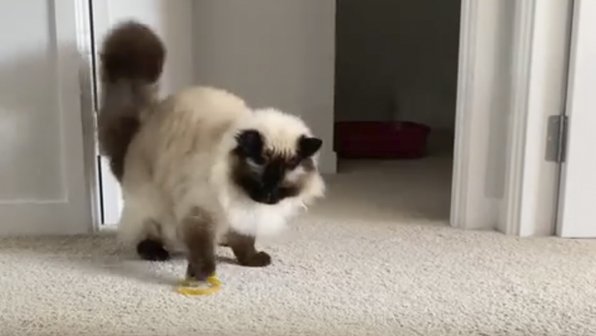 Кошка снова превратилась в котенка — и вот почему