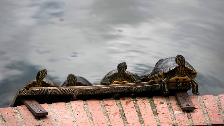 Черепахи в мадридском парке дель Ретиро, закрытом для посещения. 