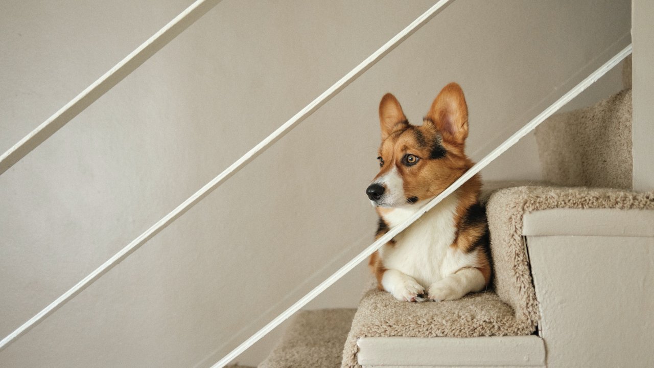 Собака на лестнице