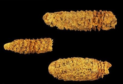 Некоторым початкам из каменного убежища Эль-Гиганте более 4200 лет, но исследователи смогли извлечь функциональные геномы только из трех, возраст которых примерно 2000 лет. На первом фото слева самый старый початок, а справа — молодой. Фото: Pennsylvania S