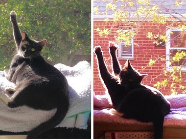 «Кот моей девушки дает "пять" Солнцу». »Источник: https://imgur.com/gallery/Tay9R