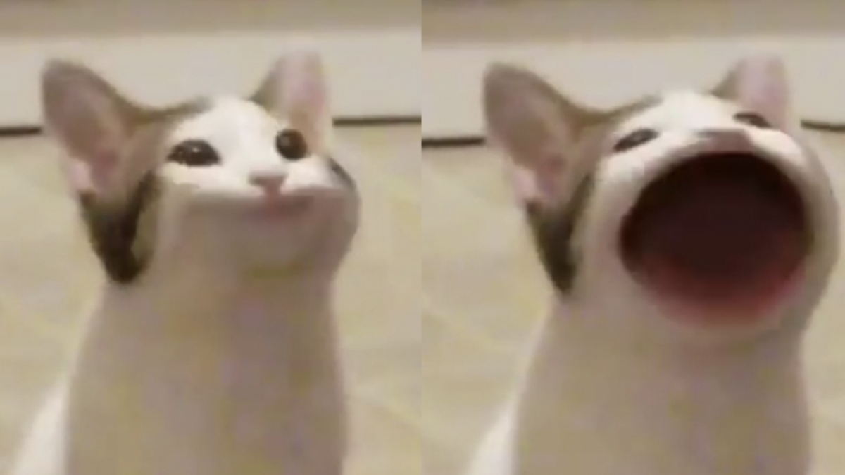 This Cat Is So Expressive, There’s No Need To Even Describe Her Emotions As They