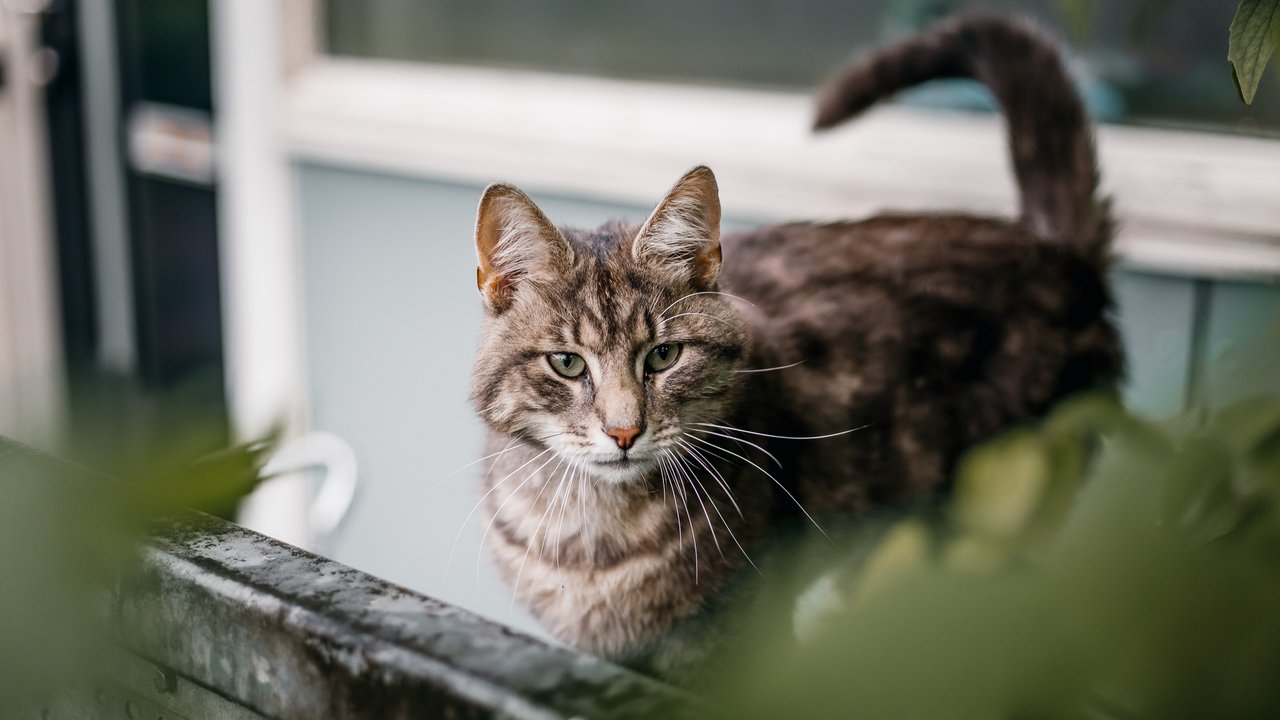8 признаков, что кошка вас чуть-чуть недолюбливает - Питомцы Mail.ru