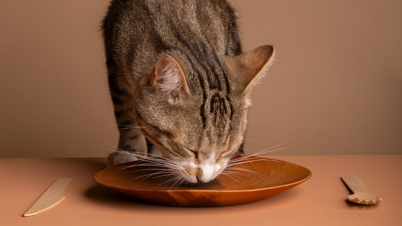 Кошка ест из тарелки