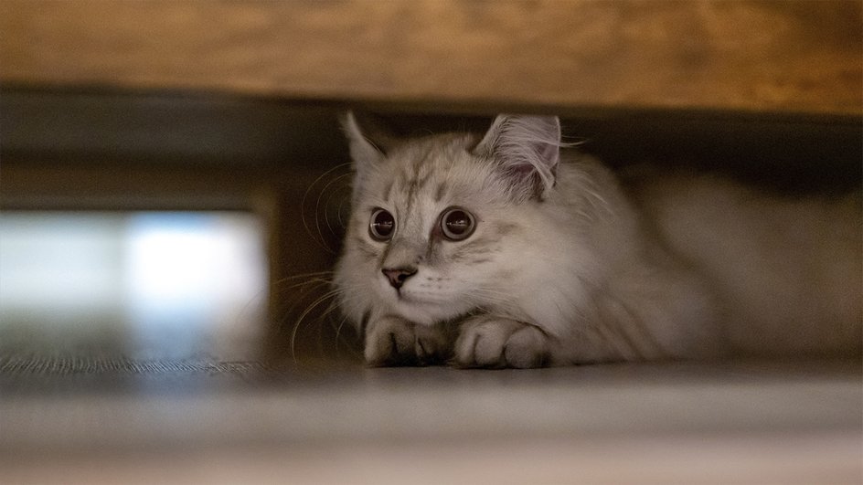Некоторые пользователи интернета утверждают, что коты, родившиеся и выросшие в России, якобы огурцов не боятся.