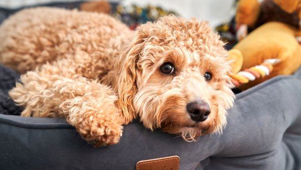 12 советов, которые помогут вашей собаке прожить долгую жизнь