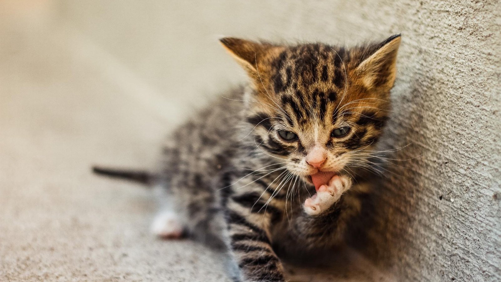 Забота о котенке в первые месяцы жизни | Полный гайд - Питомцы Mail.ru