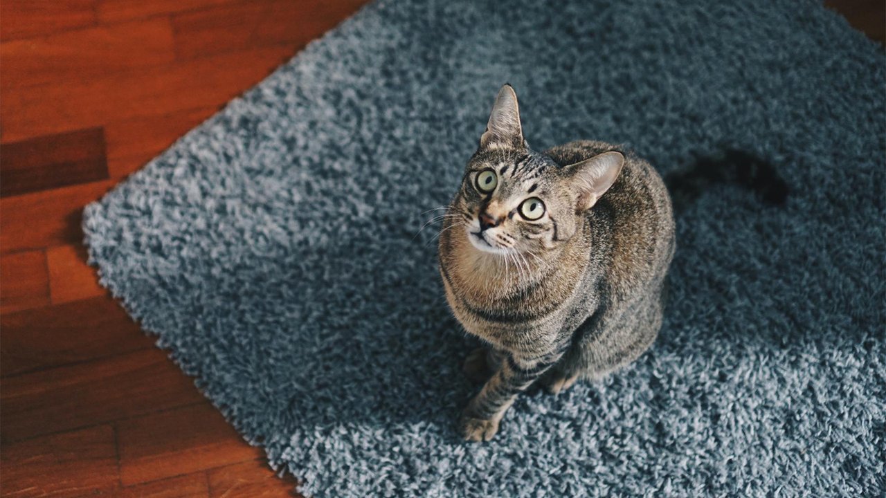 Кот сидит на ковре