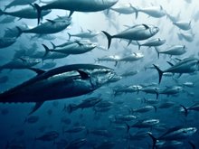 Кадр из Морской заговор: Тайна устойчивого рыболовства