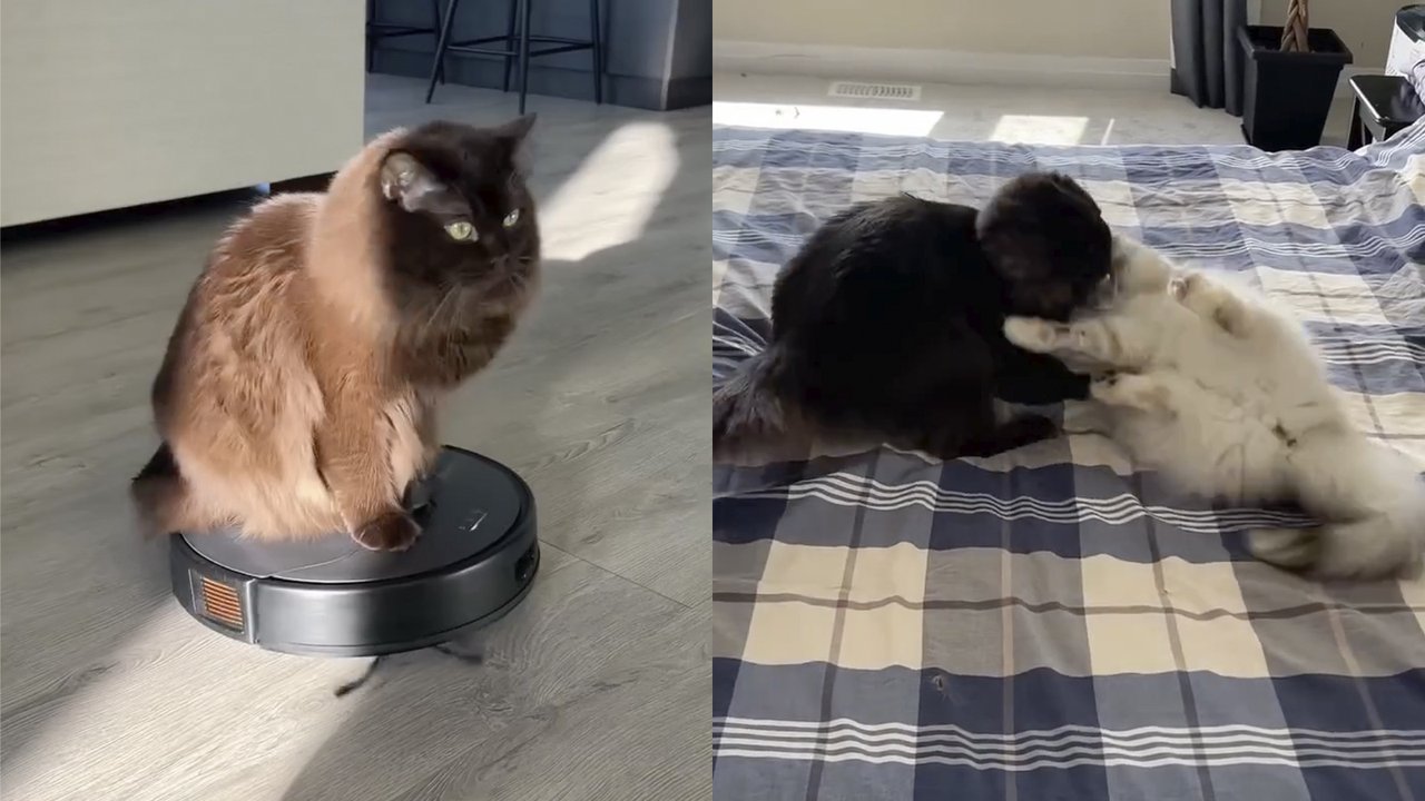 Преступления кота Преступления кота