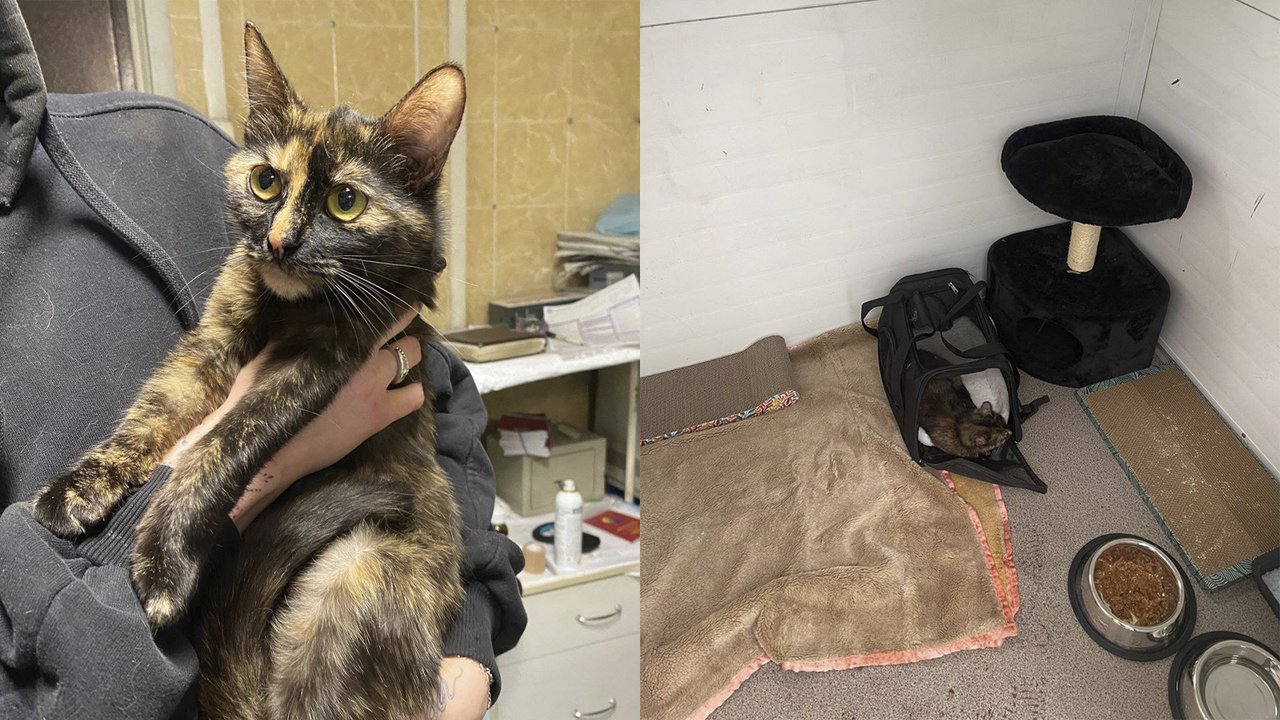 Кошку сдали в приют Кошку сдали в приют