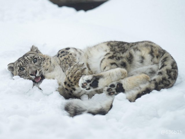 20 нелепых снежных барсов, которые ведут себя как дурашки