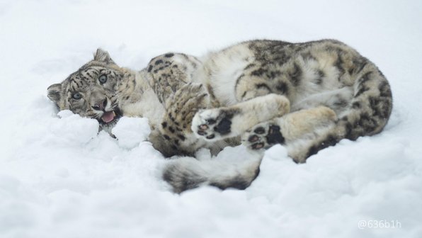 20 нелепых снежных барсов, которые ведут себя как дурашки