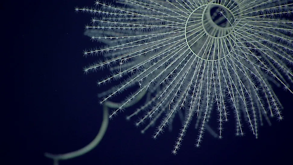 Глубоководные октокораллы, известные своей биолюминесцентностью
