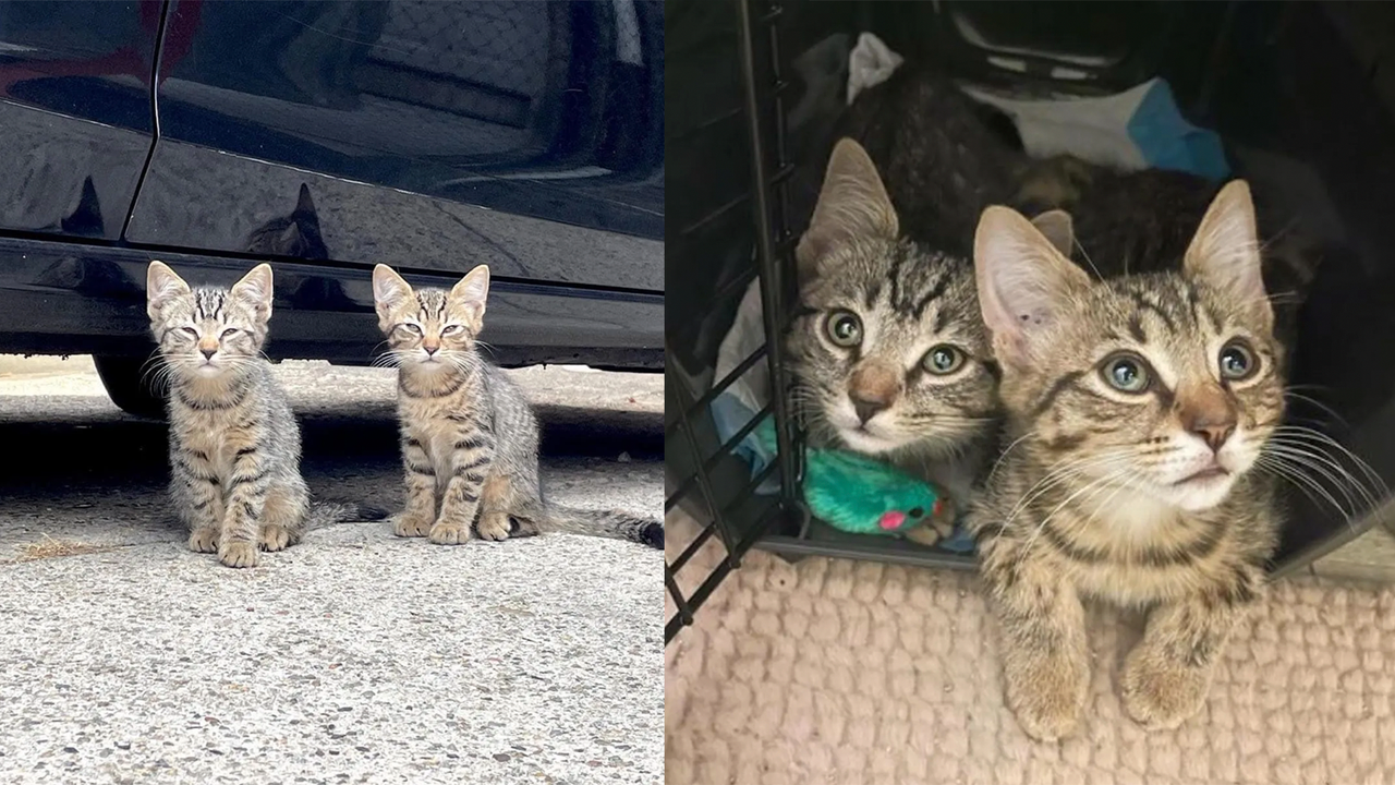 Братьев котят спасли с улицы, чтобы подарить им лучшую жизнь