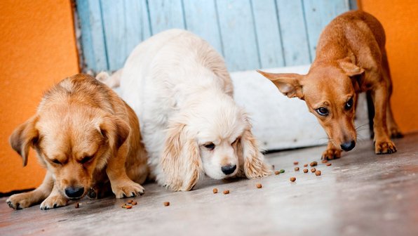 8 способов съесть корм из миски (показывают мелкие собаки)