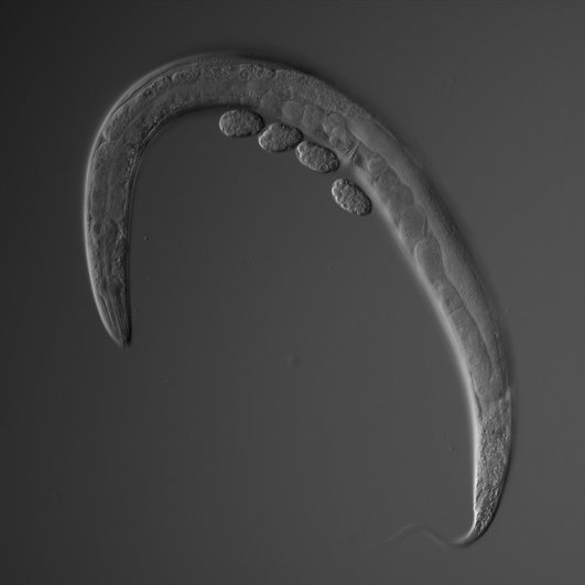 Червь Caenorhabditis elegans