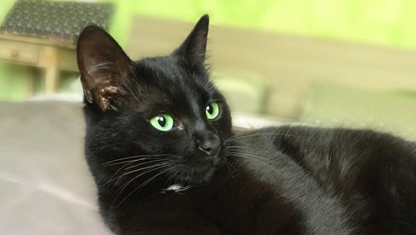 Кот, который обожает брюссельскую капусту, покорил соцсети