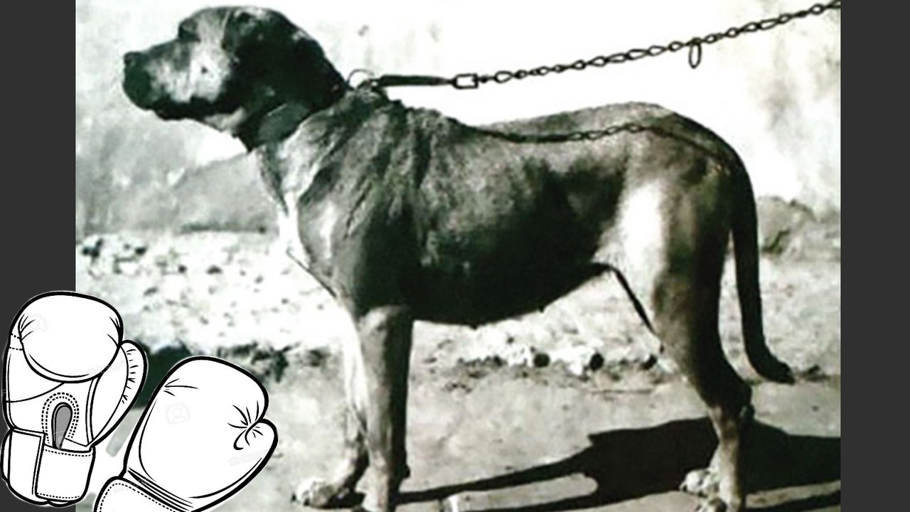 Кордовская бойцовская собака