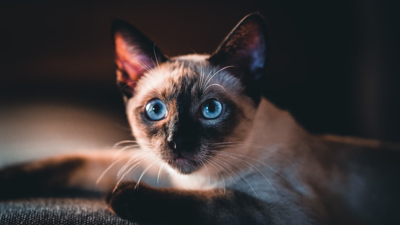 Кошка Кошка