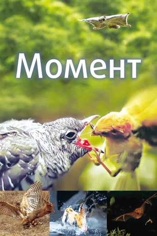 Постер к шоу «Момент»