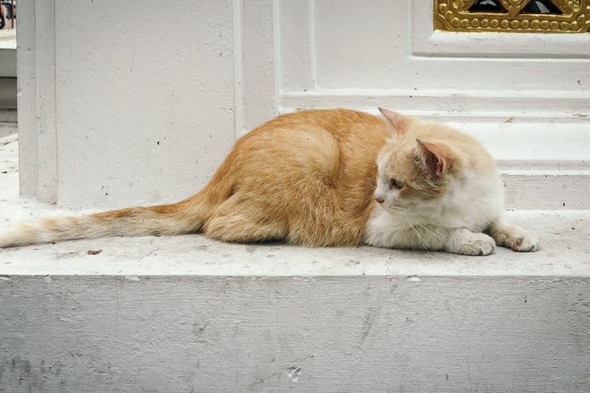 кошка кошка