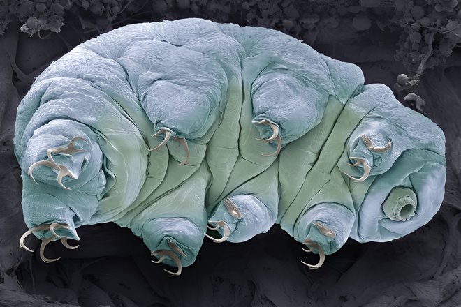 tardigrades IN