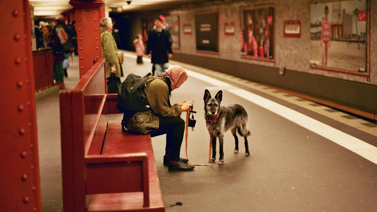 Собака в метро