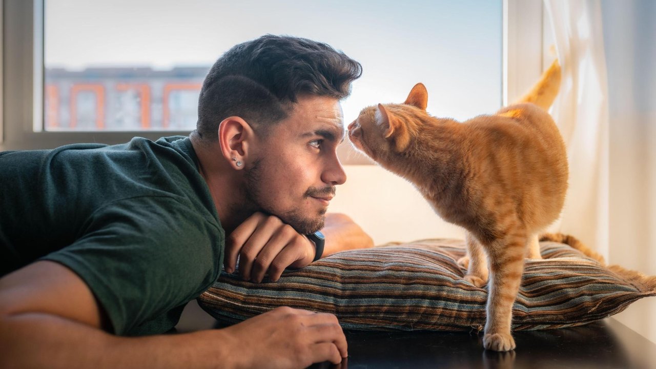 Кошка Кошка
