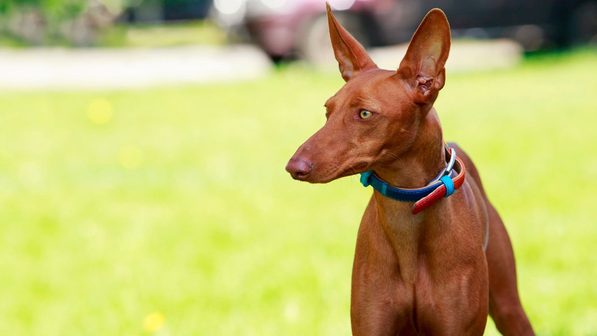dogs-with-long-noses-pharaoh-hound-1576711829