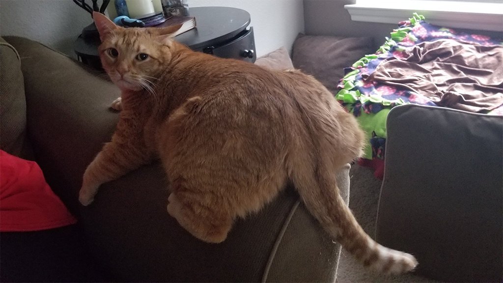 Котики