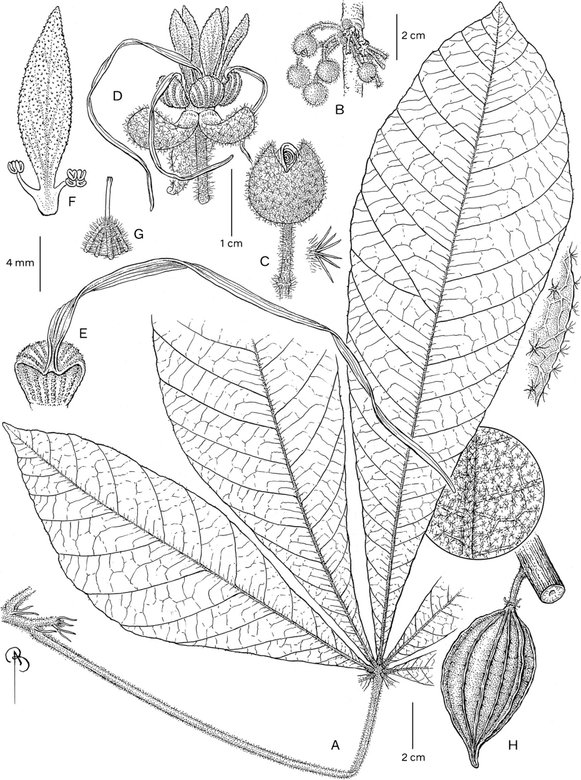 Растение Theobroma globosum — родственник какао-деревьев.