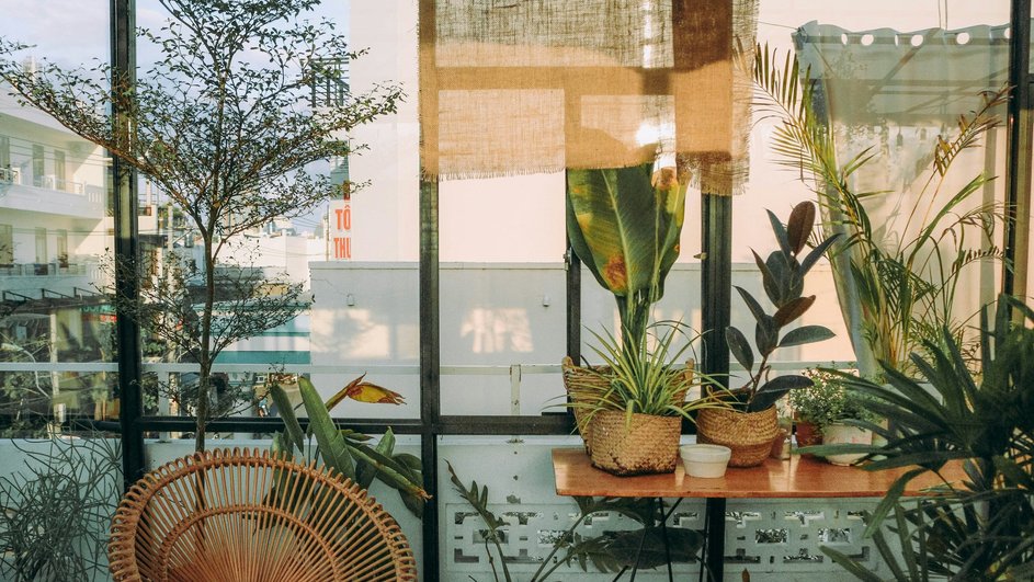 Домашние растения стоят на столе на фоне окна