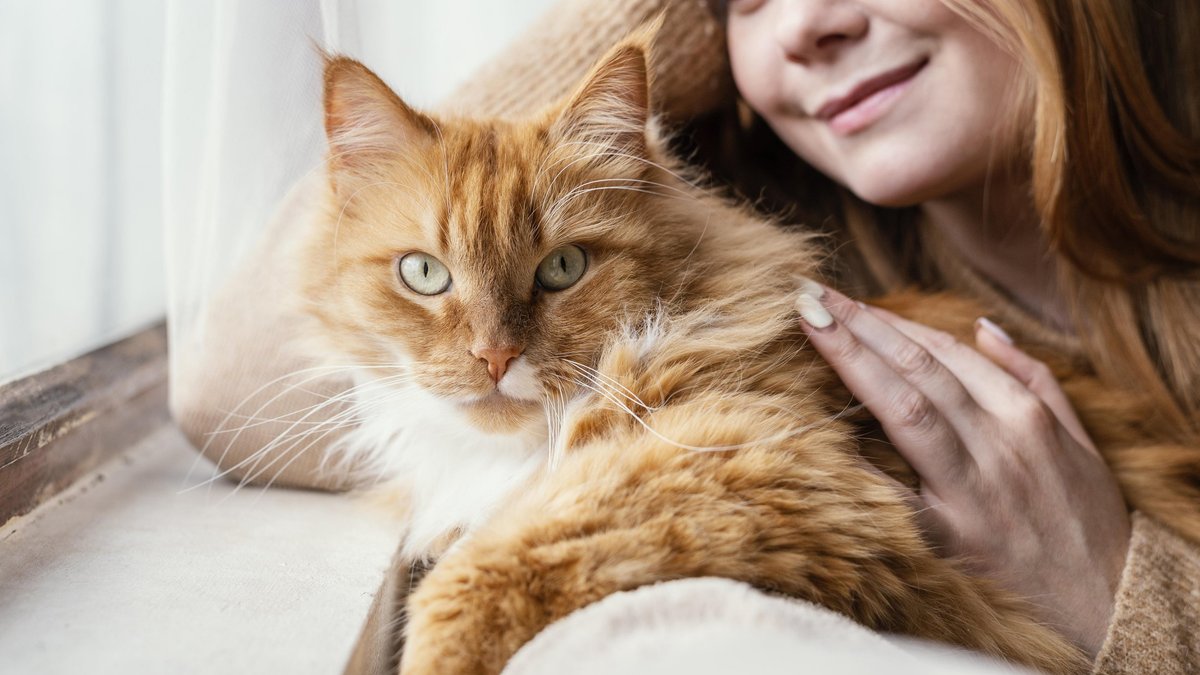 Как назвать рыжего котенка — мальчика или девочку: прикольные имена и  клички - Питомцы Mail.ru