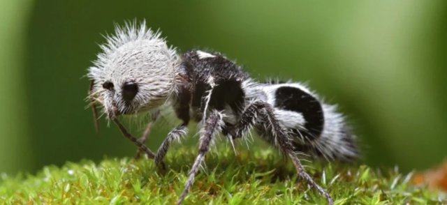 Как выглядит муравей-панда. Вы удивитесь, но такое насекомое существует
