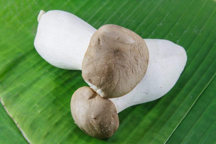 Фото продукта королевские устричные грибы