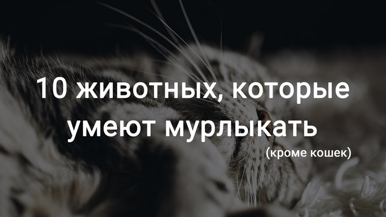 10 животных, которые умеют мурлыкать