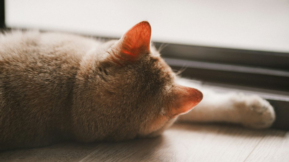 Кошка греется на солнце Кошка греется на солнце