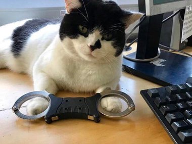 «Вы арестованы». Источник: https://www.reddit.com/r/Catswithjobs/comments/c410gl/oscar_the_police_station_cat/
