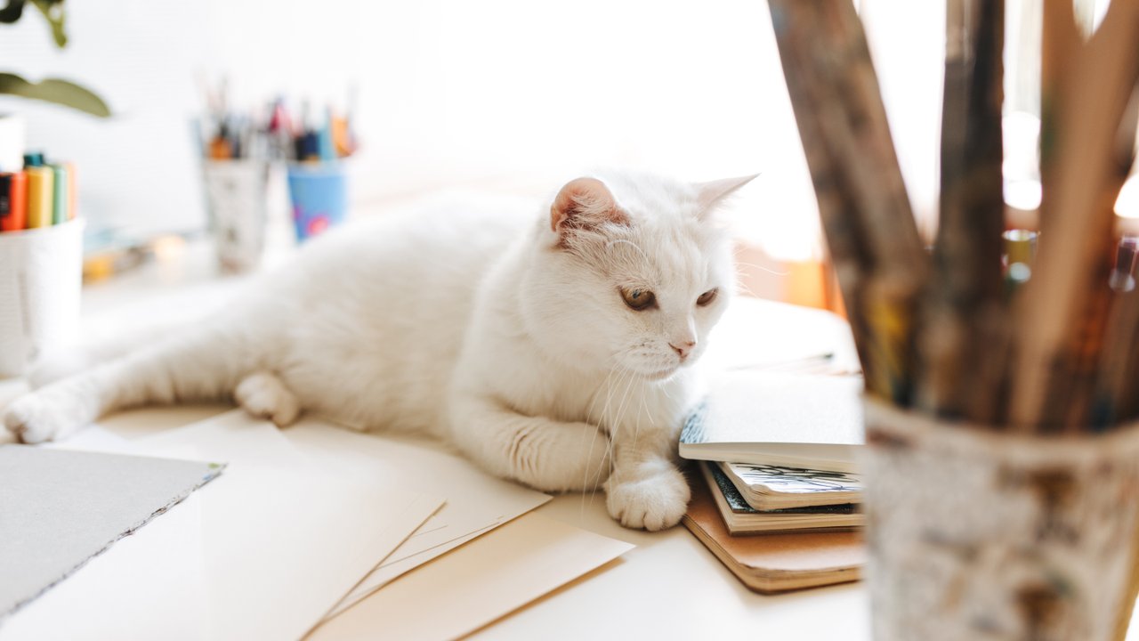 Белая кошка Белая кошка