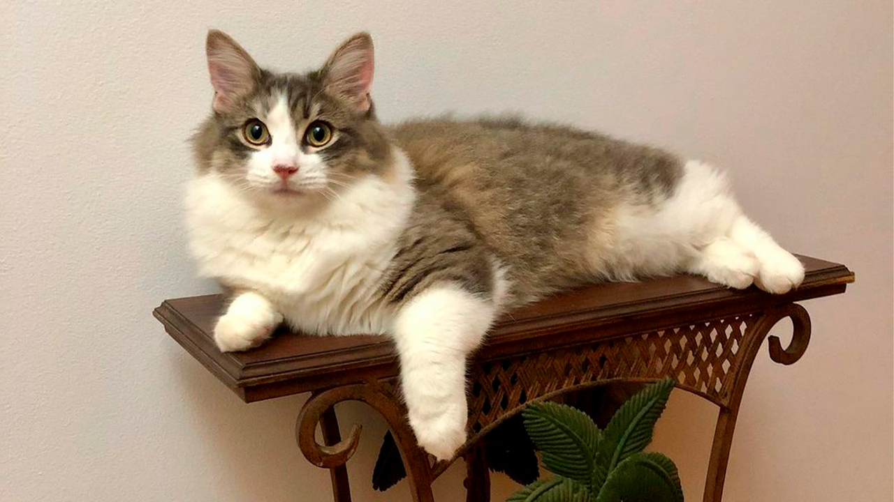 Кошка прошлась по перилам Кошка прошлась по перилам
