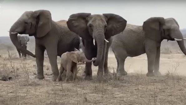 Слоны приняли осиротевшего слоненка и заставили рыдать Сеть
