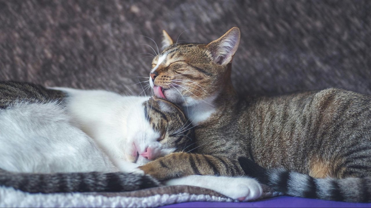 Кошка вылизывает спящую кошку, чтобы сблизиться с ней