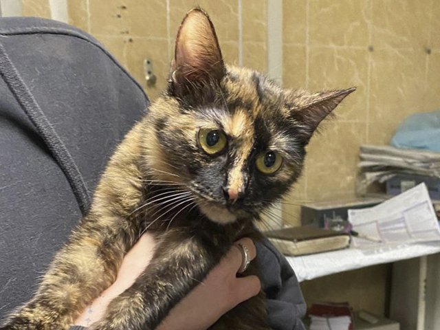 Под Москвой родившую котят кошку сдали в приют