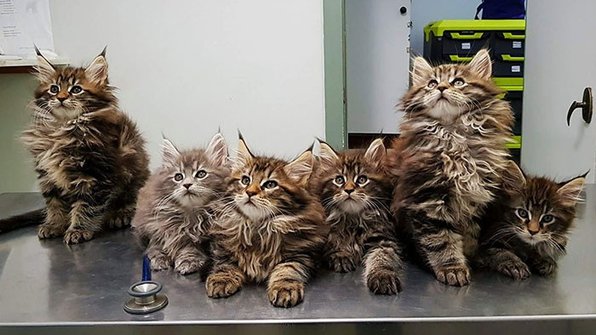 Как выглядят котята мейн-кунов (фото)
