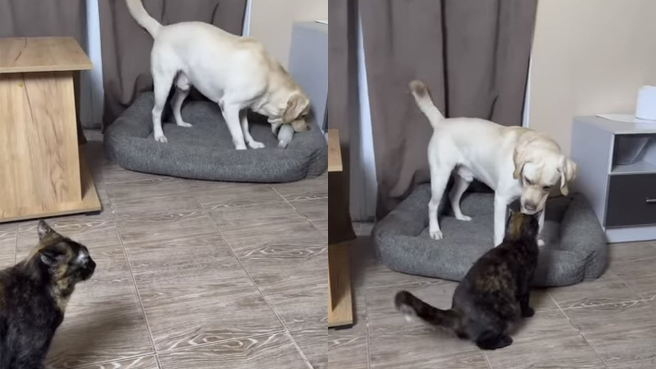 «А ну тихо!»: кошка «попросила» пса убрать пищащую игрушку «А ну тихо!»: кошка «попросила» пса убрать пищащую игрушку