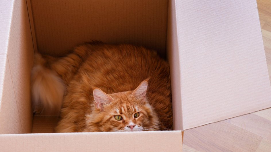 Рыжий кот сидит в картонной коробке