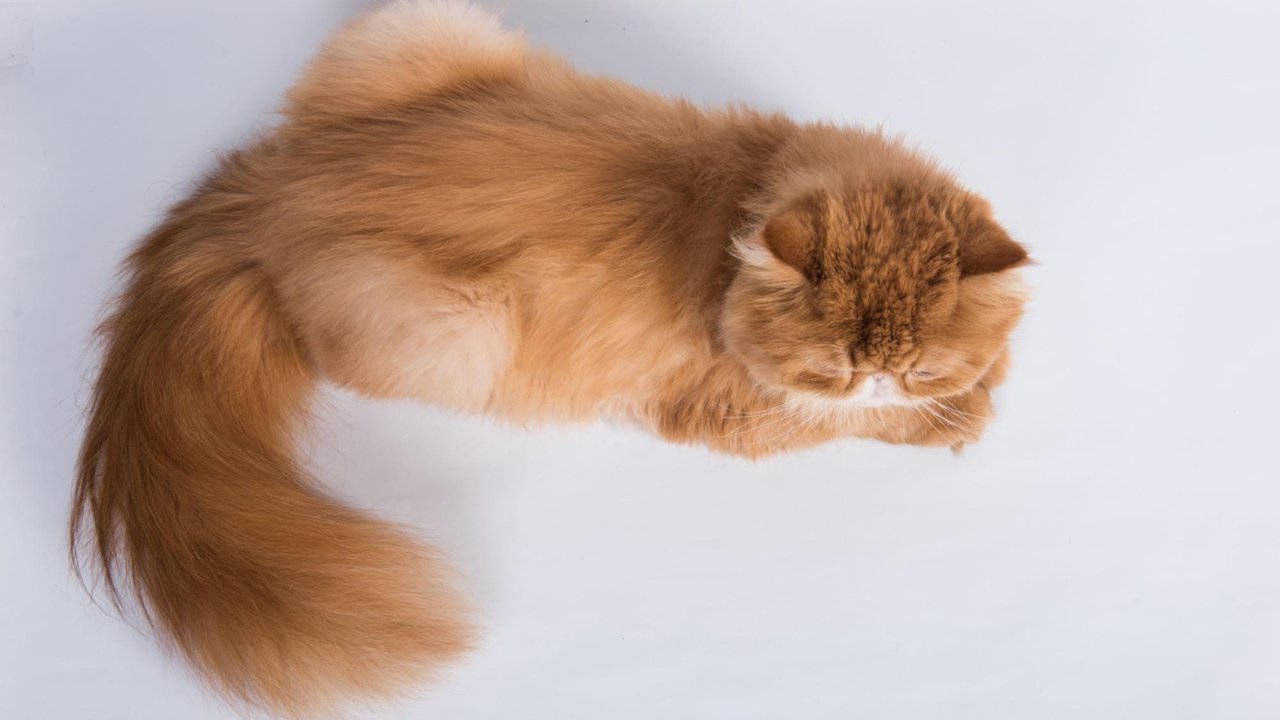 Персидская кошка Персидская кошка